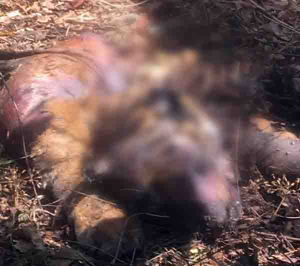 ನಾಗರಹೊಳೆಯಲ್ಲಿ ಹುಲಿ ಸಾವು